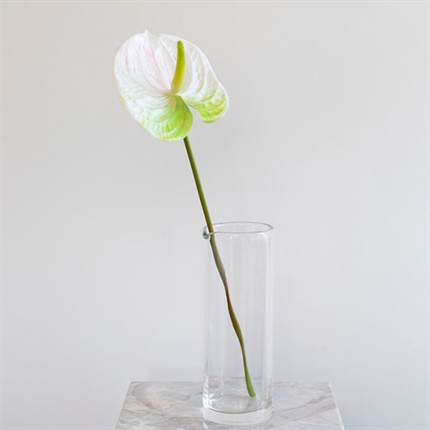 Specktrum Artificial Flowers Anthurium - White 